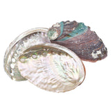 3-3 1/4" Abalone Shell