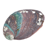 3-3 1/4" Abalone Shell