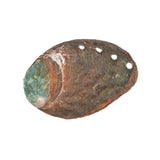 2-2 1/2" Abalone Shell