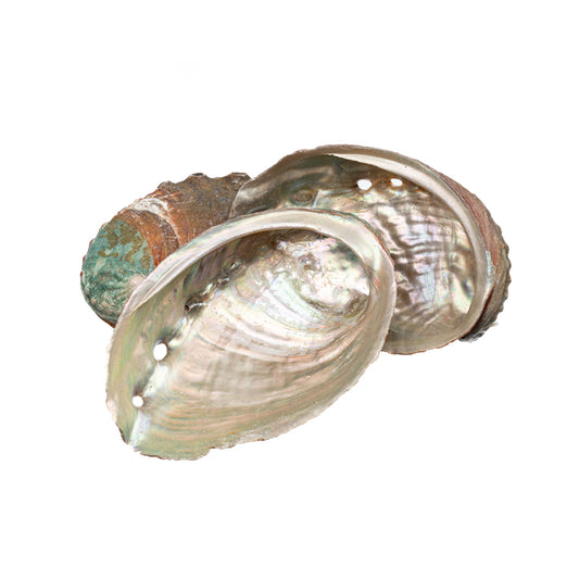 2-2 1/2" Abalone Shell