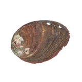 2-2 1/2" Abalone Shell