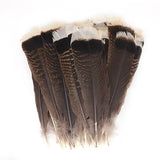 Wild Turkey Tail Feathers 5/pk