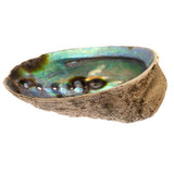 5-6" Abalone Shell