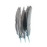 Guinea Fowl Quills Turquoise 10/Pk