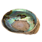 5-6" Abalone Shell