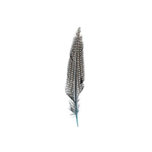 Guinea Fowl Quills Turquoise 10/Pk