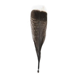 Wild Turkey Tail Feathers 5/pk